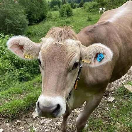 Pensjonat Sunrise Belvedere Pfronten